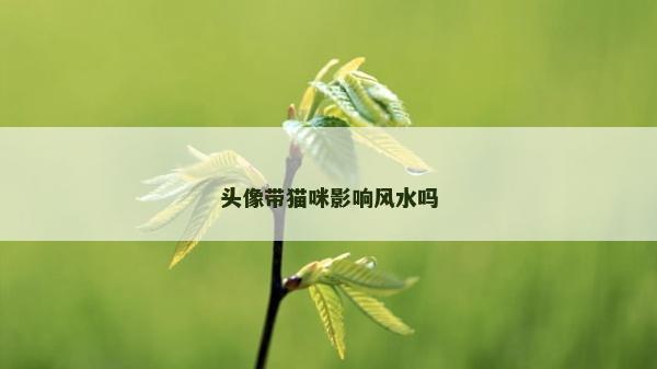 頭像帶貓咪影響風水嗎