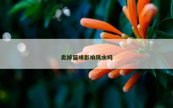 賣掉貓咪影響風水嗎