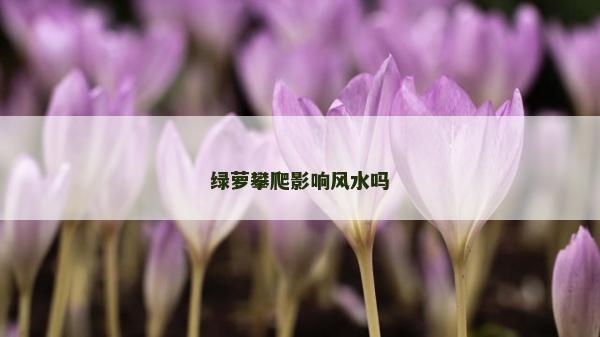 綠蘿攀爬影響風水嗎