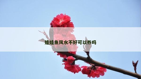娃娃魚風水不好可以養嗎