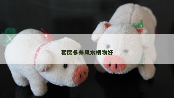套房多養(yǎng)風水植物好