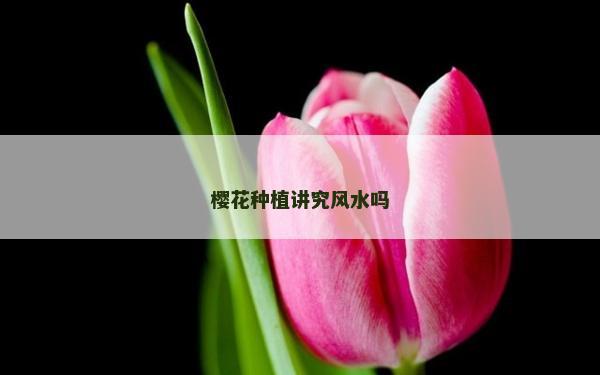 櫻花種植講究風水嗎
