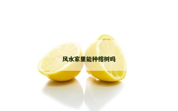 風(fēng)水家里能種榕樹嗎