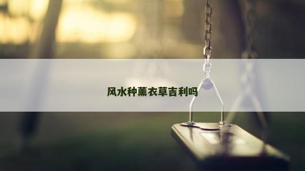 風水種薰衣草吉利嗎