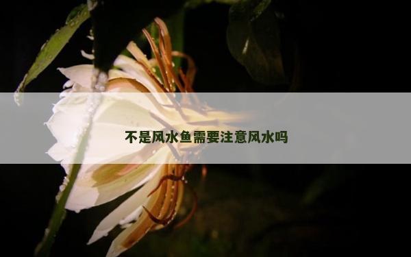 不是風水魚需要注意風水嗎
