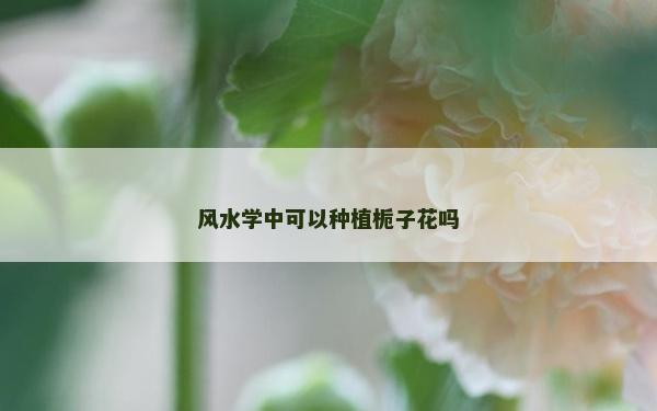 風(fēng)水學(xué)中可以種植梔子花嗎