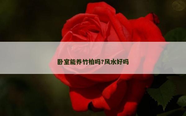 臥室能養竹柏嗎?風水好嗎