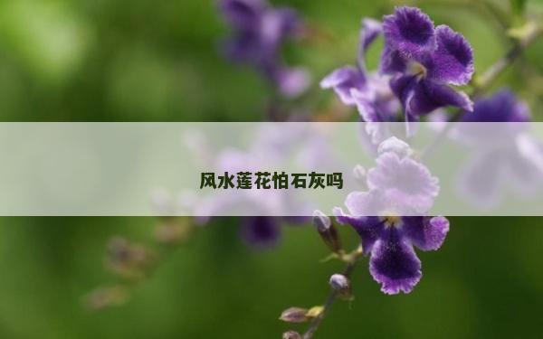 風水蓮花怕石灰嗎