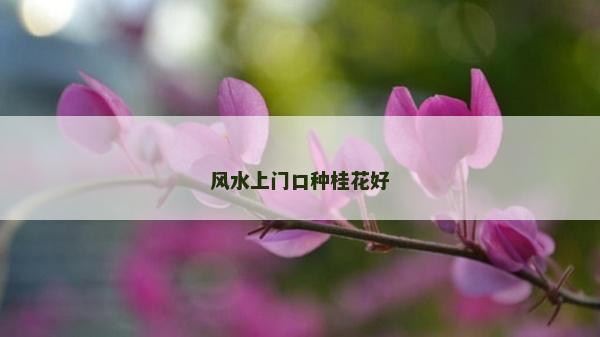 風水上門口種桂花好