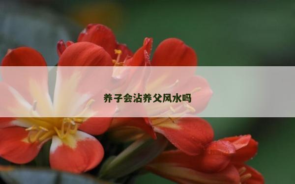 養(yǎng)子會沾養(yǎng)父風水嗎