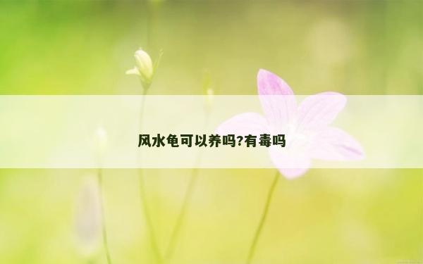 風水龜可以養嗎?有毒嗎