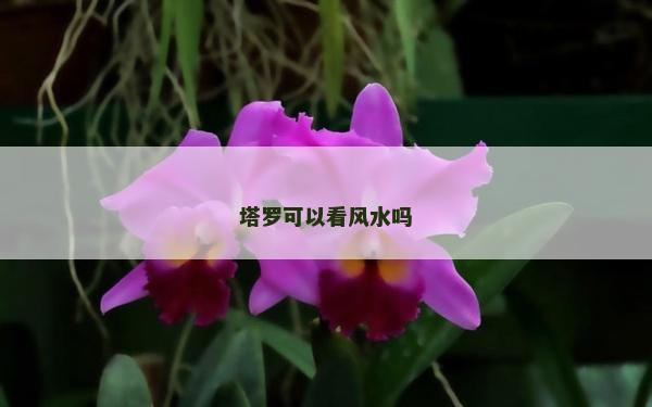 塔羅可以看風水嗎