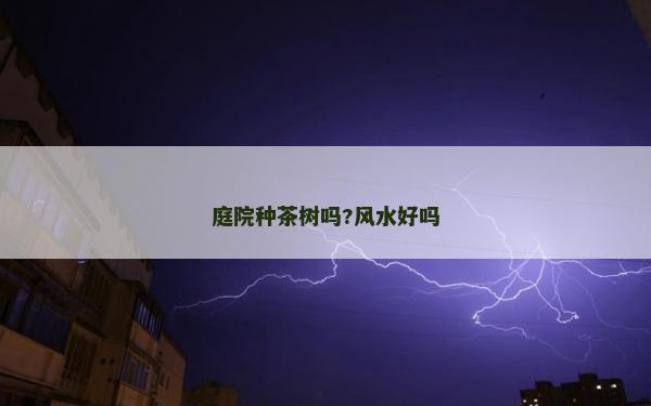 庭院種茶樹嗎?風水好嗎