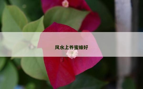風(fēng)水上養(yǎng)蜜蜂好