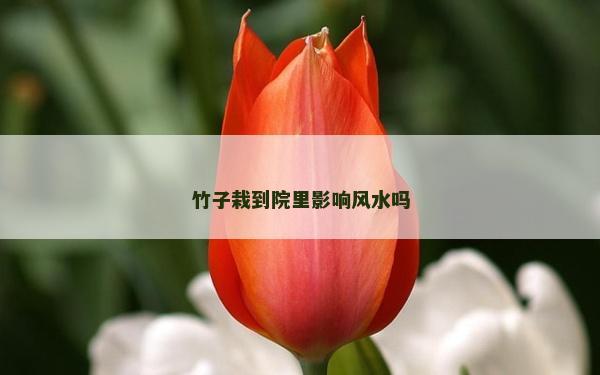 竹子栽到院里影響風水嗎