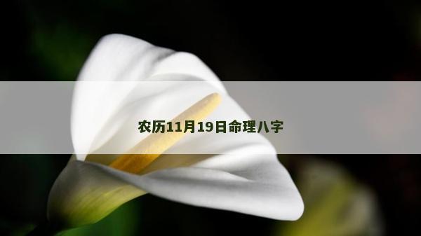 農(nóng)歷11月19日命理八字
