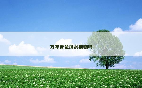萬年青是風水植物嗎