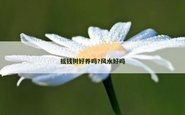 搖錢樹好養嗎?風水好嗎