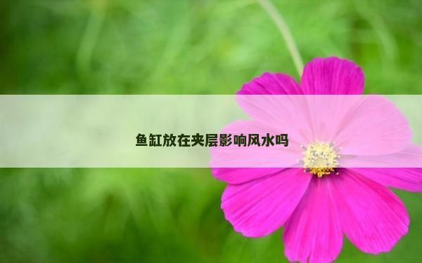 魚缸放在夾層影響風水嗎