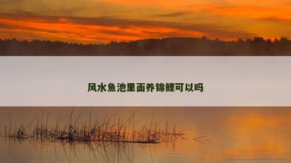 風水魚池里面養錦鯉可以嗎