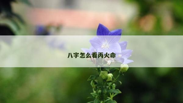 八字怎么看丙火命