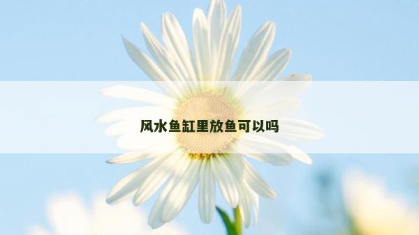 風(fēng)水魚缸里放魚可以嗎