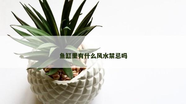 魚缸里有什么風(fēng)水禁忌嗎