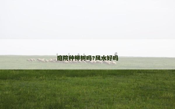 庭院種柳樹嗎?風水好嗎