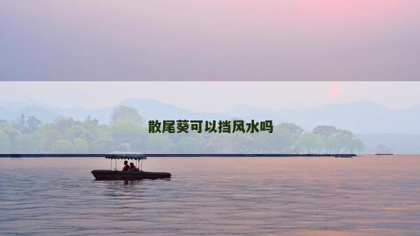 散尾葵可以擋風(fēng)水嗎