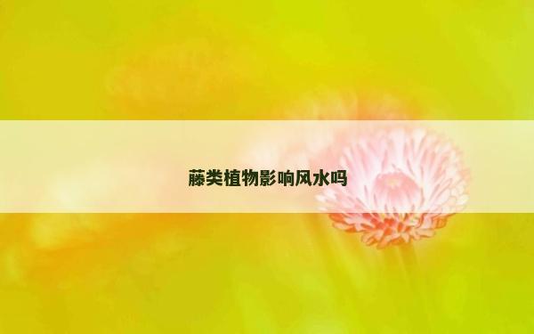 藤類植物影響風(fēng)水嗎