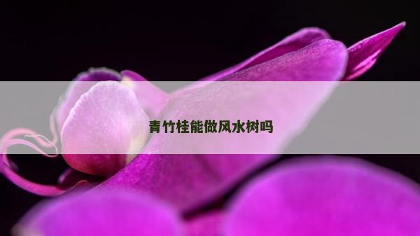青竹桂能做風水樹嗎