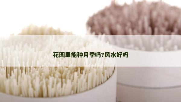 花園里能種月季嗎?風水好嗎