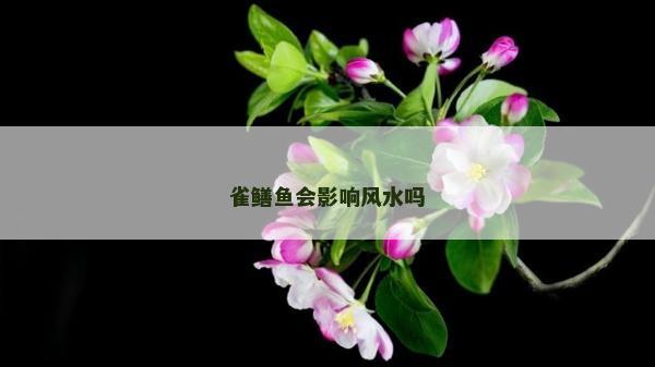 雀鱔魚會(huì)影響風(fēng)水嗎