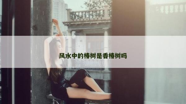 風水中的椿樹是香椿樹嗎