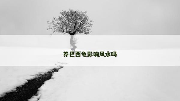 養巴西龜影響風水嗎