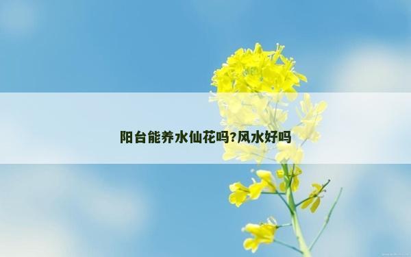 陽臺能養水仙花嗎?風水好嗎