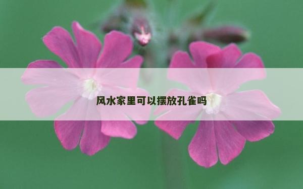 風水家里可以擺放孔雀嗎