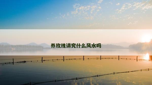 養玫瑰講究什么風水嗎