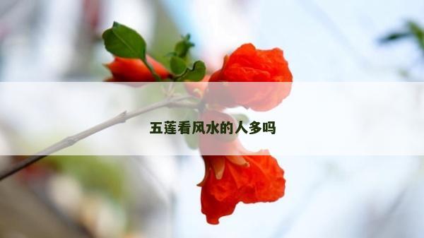 五蓮看風水的人多嗎