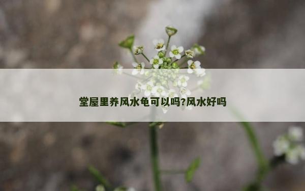 堂屋里養風水龜可以嗎?風水好嗎