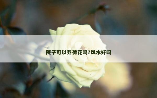 院子可以養荷花嗎?風水好嗎