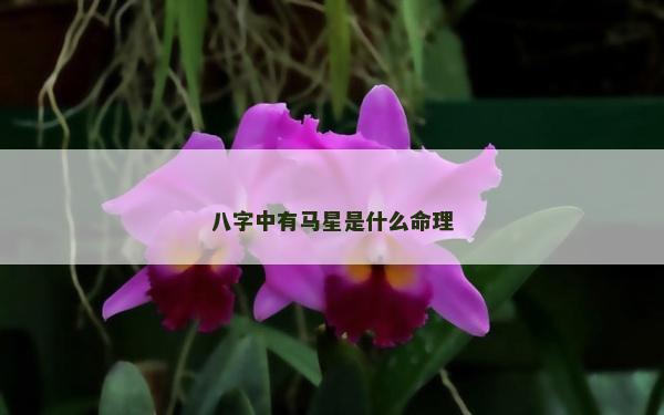 八字中有馬星是什么命理