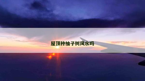 屋頂種柚子樹風水嗎 屋頂種柚子樹風水嗎
