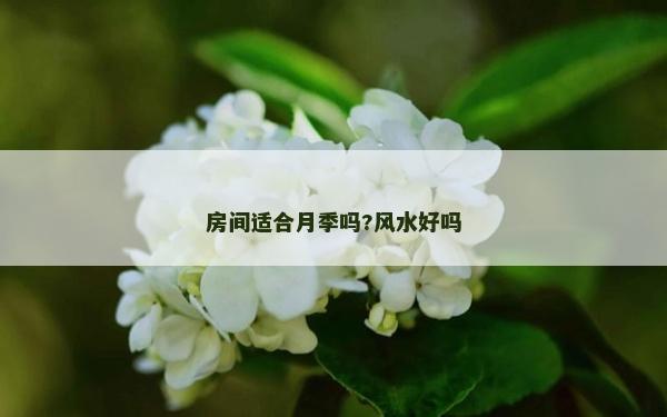 房間適合月季嗎?風(fēng)水好嗎