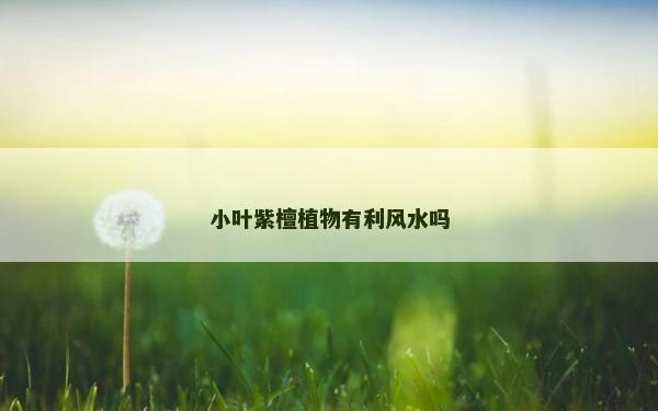 小葉紫檀植物有利風水嗎