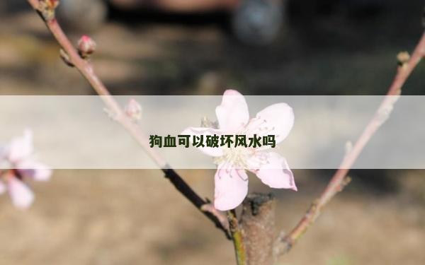 狗血可以破壞風水嗎