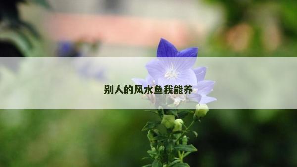 別人的風(fēng)水魚(yú)我能養(yǎng)