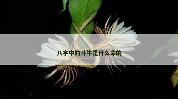 八字中的斗牛是什么命的 八字中的斗牛是什么命的