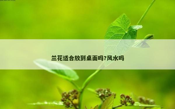 蘭花適合放到桌面嗎?風水嗎 蘭花適合放到桌面嗎?風水嗎