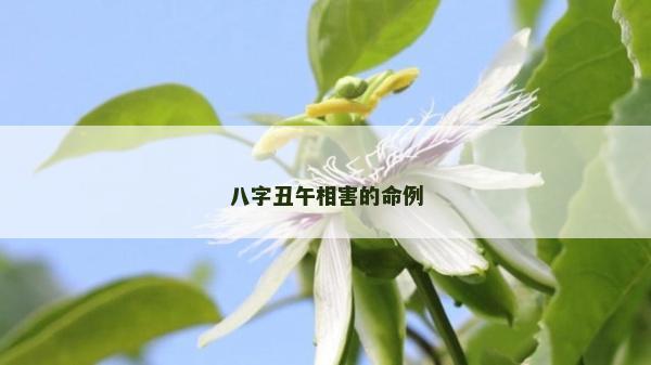 八字丑午相害的命例